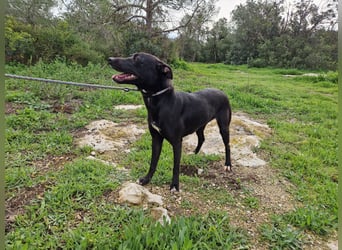 REVINA - neugierige Junghündin