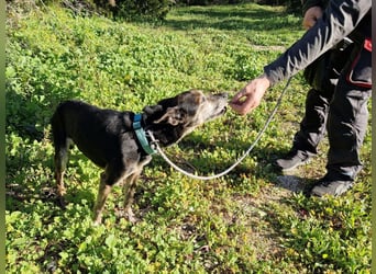 MONTI älterer Goldschatz