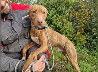 JACEY - zurückhaltender Junghund