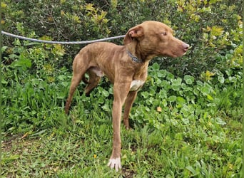 JACEY - zurückhaltender Junghund