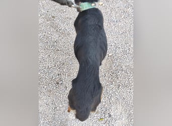 MONTI älterer Goldschatz