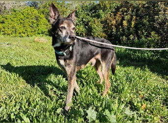 MONTI älterer Goldschatz