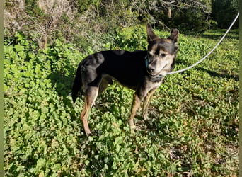 MONTI älterer Goldschatz