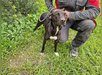 REVINA - neugierige Junghündin