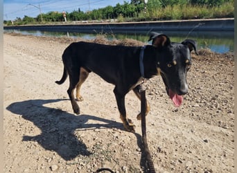PITO ist ein super Anfängerhund