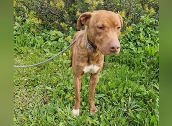 JACEY - zurückhaltender Junghund