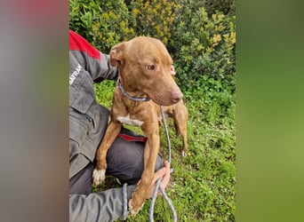 JACEY - zurückhaltender Junghund