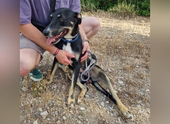 PITO super Anfängerhund