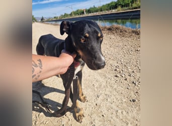 PITO ist ein super Anfängerhund
