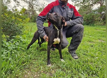 REVINA - neugierige Junghündin