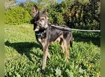 MONTI älterer Goldschatz