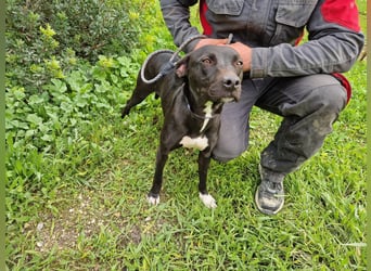 REVINA - neugierige Junghündin