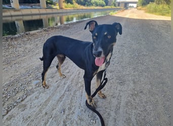 PITO ist ein super Anfängerhund