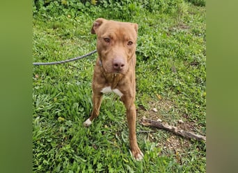 JACEY - zurückhaltender Junghund