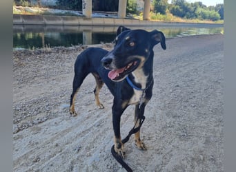 PITO ist ein super Anfängerhund