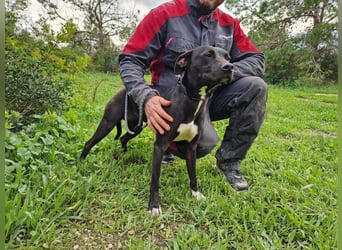 REVINA - neugierige Junghündin