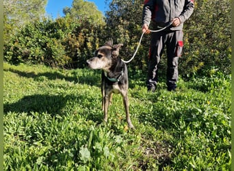 MONTI älterer Goldschatz