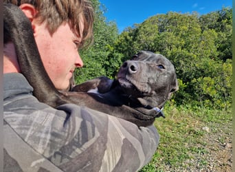 VIANE - schüchterne Junghündin