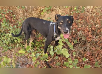 PITO ist ein super Anfängerhund