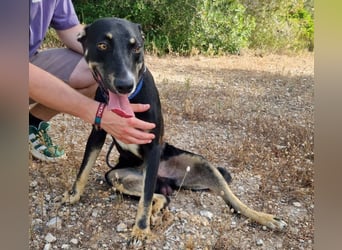 PITO super Anfängerhund