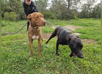 JACEY - zurückhaltender Junghund