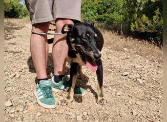 PITO super Anfängerhund