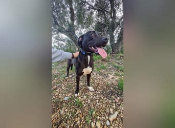 REVINA - neugierige Junghündin