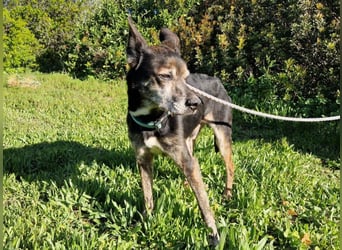 MONTI älterer Goldschatz