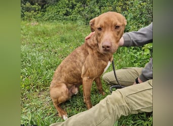 JACEY - zurückhaltender Junghund