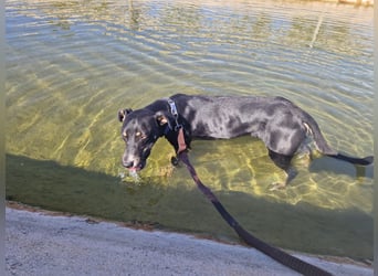 PITO ist ein super Anfängerhund