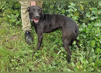 VIANE - schüchterne Junghündin