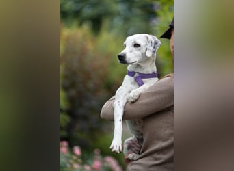 Mercy, süße Junghündin, sozial sucht Traumplatz