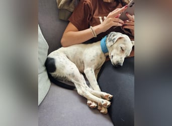 Mercy, süße Junghündin, sozial sucht Traumplatz