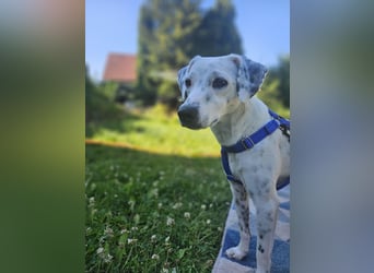 Mercy, süße Junghündin, sozial sucht Traumplatz