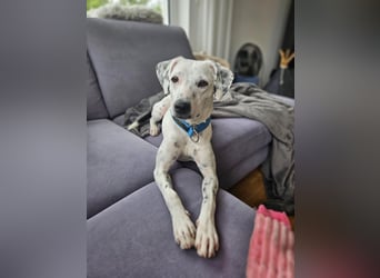 Mercy, süße Junghündin, sozial sucht Traumplatz