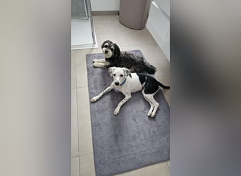 Mercy, süße Junghündin, sozial sucht Traumplatz