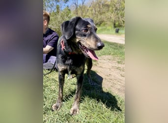 Menschenbezogener Hovawart ähnl. Hundejunge, ca. 2,5 Jahre, 50cm, kastriert