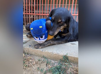 Menschenbezogener Hovawart ähnl. Hundejunge, ca. 2,5 Jahre, 50cm, kastriert