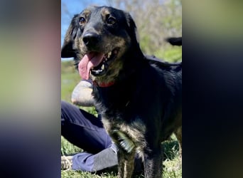 Menschenbezogener Hovawart ähnl. Hundejunge, ca. 2,5 Jahre, 50cm, kastriert