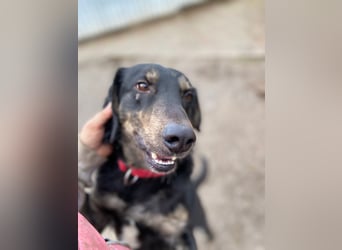 Menschenbezogener Hovawart ähnl. Hundejunge, ca. 2,5 Jahre, 50cm, kastriert