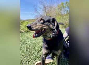 Menschenbezogener Hovawart ähnl. Hundejunge, ca. 2,5 Jahre, 50cm, kastriert