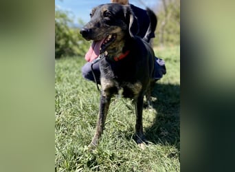 Menschenbezogener Hovawart ähnl. Hundejunge, ca. 2,5 Jahre, 50cm, kastriert