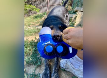 Menschenbezogener Hovawart ähnl. Hundejunge, ca. 2,5 Jahre, 50cm, kastriert
