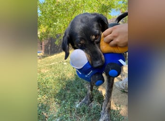 Menschenbezogener Hovawart ähnl. Hundejunge, ca. 2,5 Jahre, 50cm, kastriert
