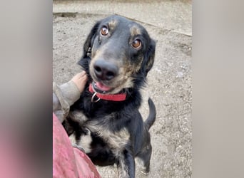 Menschenbezogener Hovawart ähnl. Hundejunge, ca. 2,5 Jahre, 50cm, kastriert