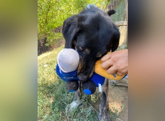 Menschenbezogener Hovawart ähnl. Hundejunge, ca. 2,5 Jahre, 50cm, kastriert
