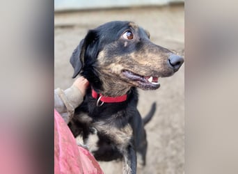 Menschenbezogener Hovawart ähnl. Hundejunge, ca. 2,5 Jahre, 50cm, kastriert