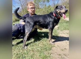 Menschenbezogener Hovawart ähnl. Hundejunge, ca. 2,5 Jahre, 50cm, kastriert