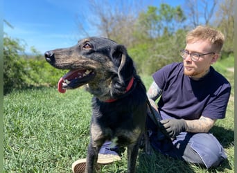 Menschenbezogener Hovawart ähnl. Hundejunge, ca. 2,5 Jahre, 50cm, kastriert