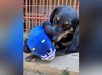Menschenbezogener Hovawart ähnl. Hundejunge, ca. 2,5 Jahre, 50cm, kastriert
